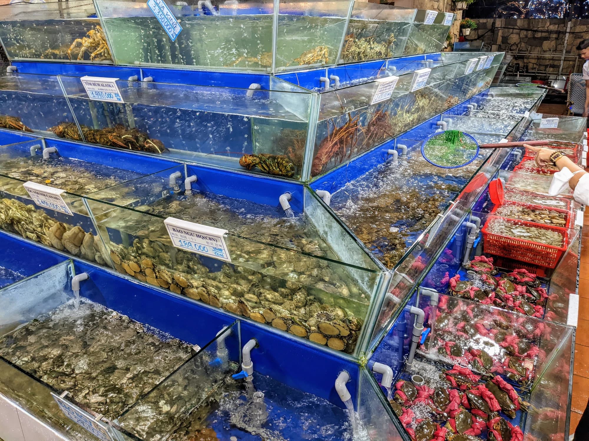 Bể hải sản sống xếp tầng trong một quán hải sản