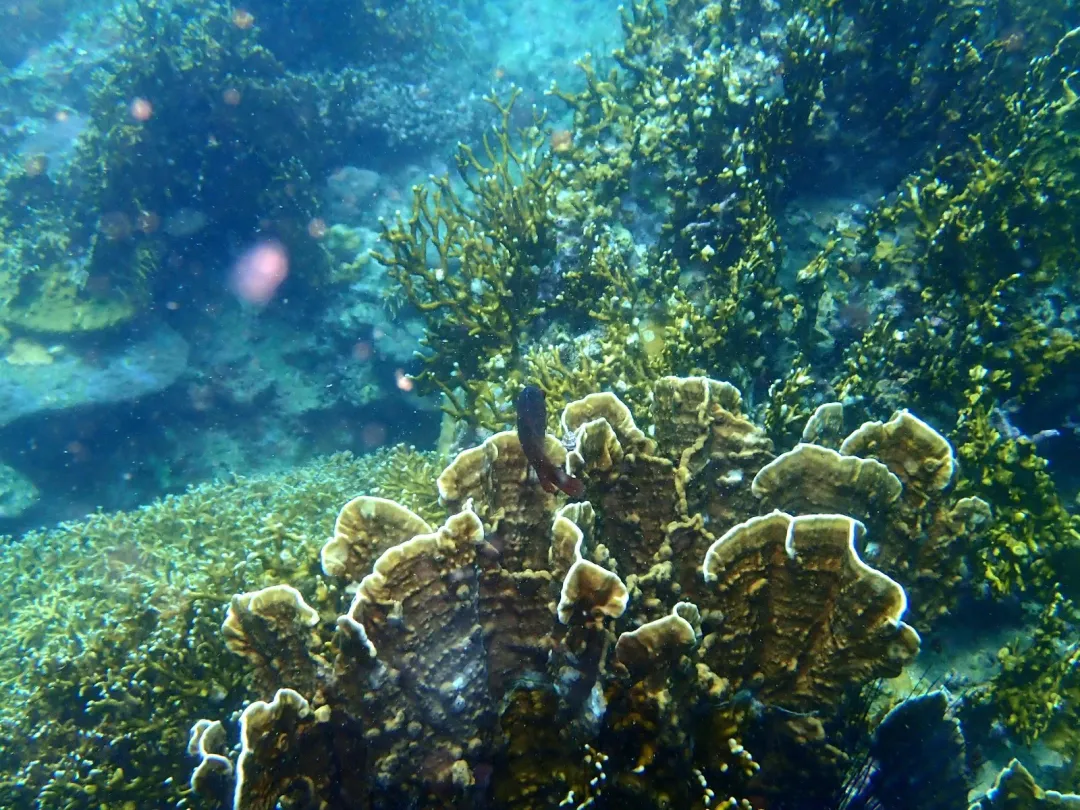 The Hon Mun reef — reference photo 1